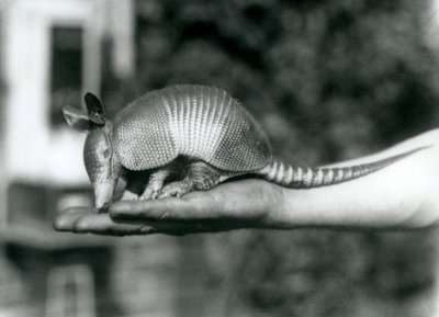 A Young Nine-banded Armadillo Resting on a Keeper