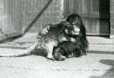 A Young Orangutan Hugs a Tree Kangaroo at London Zoo in 1927 by Frederick William Bond