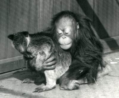 A Young Orangutan Hugs a Tree Kangaroo at London Zoo in 1927 by Frederick William Bond