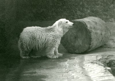 A young Polar Bear at London Zoo in November 1924 by Frederick William Bond