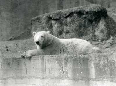 A young Polar Bear rests on a rocky ledge in its enclosure at London Zoo in 1927 by Frederick William Bond
