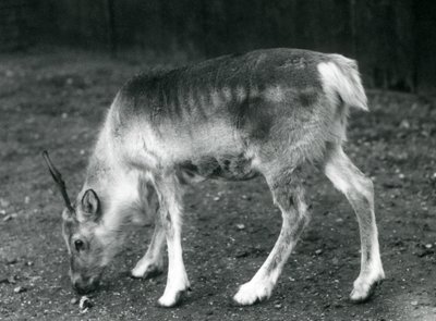 A young Reindeer at London Zoo, 1925 by Frederick William Bond