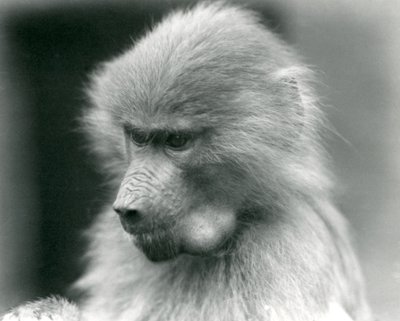A young Sacred Baboon with its cheek pouch full, London Zoo, 1925 by Frederick William Bond