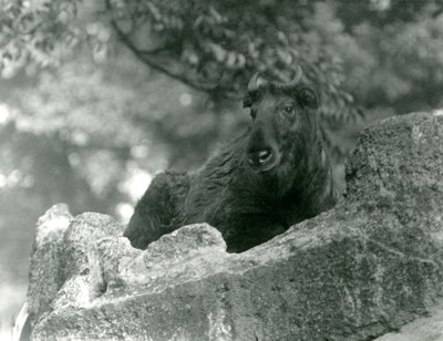 A young Takin resting on a rock, London Zoo, June 1924 by Frederick William Bond