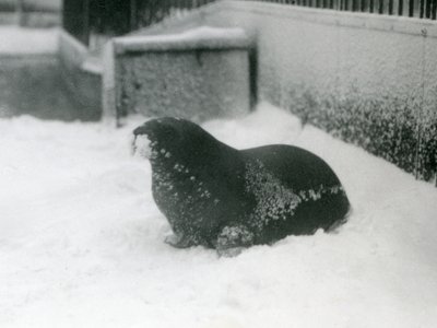 A Young Walrus in the Snow, London Zoo, February 1924 by Frederick William Bond