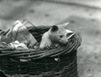 A Young Albino Opossum Peering Out of a Basket at London Zoo, October 1920 by Frederick William Bond