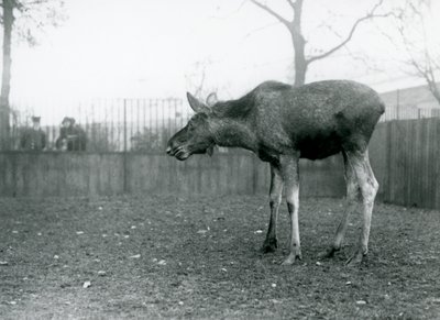 A Young Bull Elk/Moose, with Wounds of Recently Shed Antlers, Standing in His Paddock at London Zoo by Frederick William Bond