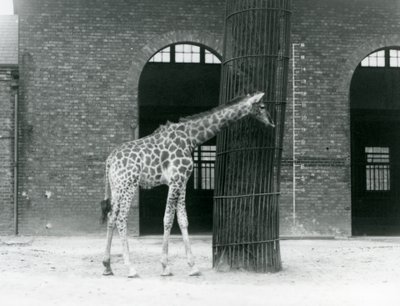 A Young Female Giraffe Standing in Front of a Tree, in the Paddock Outside the Giraffe House, London Zoo by Frederick William Bond