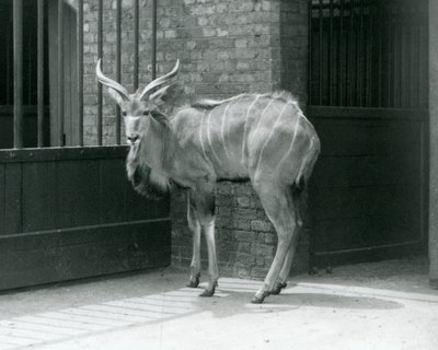 A Young Male Greater Kudu Standing in His Enclosure at London Zoo in 1929 by Frederick William Bond