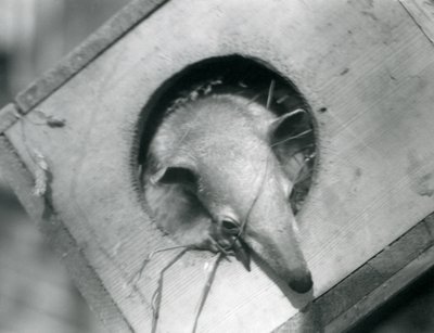 Young Tamandua at London Zoo, April 1925 by Frederick William Bond