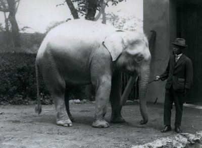 Albino White Elephant Pawah with Dr. Saw Po Min, London Zoo, May 1926 by Frederick William Bond
