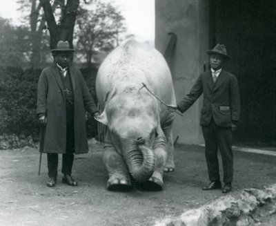 Albino White Elephant Pawah with Dr. Saw Po Min and Son, London Zoo, May 1926 by Frederick William Bond