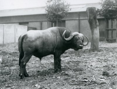An African Buffalo, or Cape Buffalo, standing in his paddock at London Zoo by Frederick William Bond