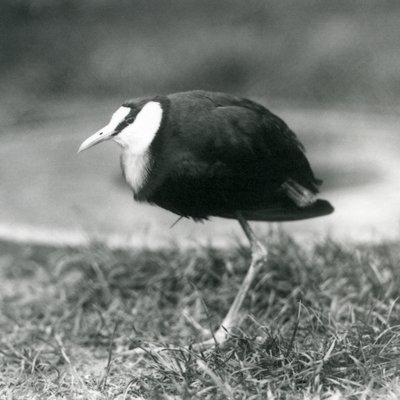 An African Jacana Standing on Grass at London Zoo, August 1927 by Frederick William Bond