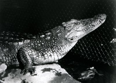 An American Alligator at London Zoo in September 1924 by Frederick William Bond