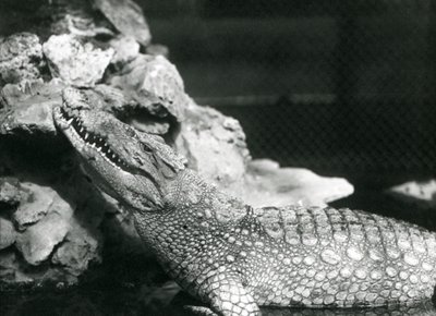 An American Alligator resting in a pool, looking up by the rocks at the side of the pool, London Zoo by Frederick William Bond