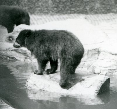 An Andean Spectacled Bear balancing on a log in a pool of water, London Zoo, June 1925 by Frederick William Bond