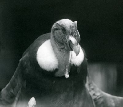An Andean Condor at London Zoo in 1926 by Frederick William Bond