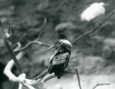An Anhinga (American Darter, Snakebird, Water Turkey) Sitting on a Branch at London Zoo, September 1927 by Frederick William Bond
