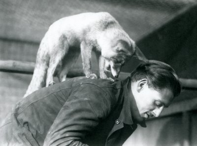An Arabian Red Fox looks over the shoulder of keeper F. Shelley, while standing on his back, as he bends over, London Zoo, 1925 by Frederick William Bond