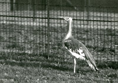 Arabian Bustard at London Zoo, 1924 by Frederick William Bond