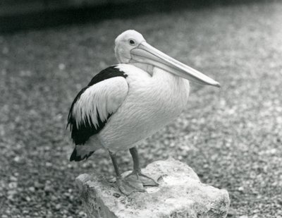 An Australian Pelican standing on a stone at London Zoo in 1929 by Frederick William Bond