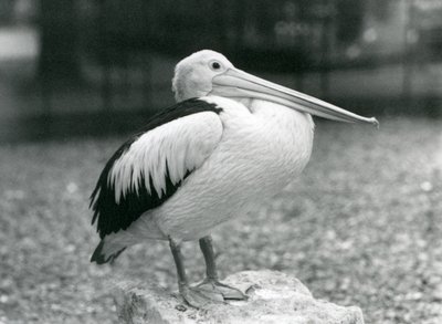 An Australian Pelican standing on a stone at London Zoo in 1929 by Frederick William Bond