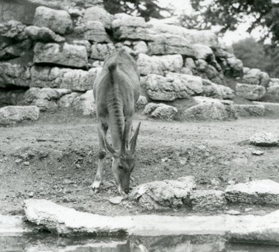 An Eland grazing in the Antelope Paddock at London Zoo in 1929 by Frederick William Bond