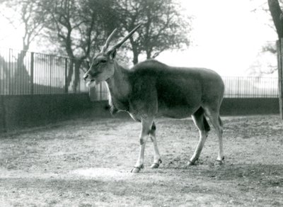 An Eland in its paddock at London Zoo in June 1925 by Frederick William Bond
