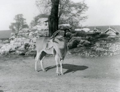 An Eland standing in its paddock at London Zoo in 1929 by Frederick William Bond