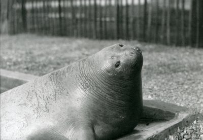 An Elephant Seal Resting in Its Pool at London Zoo in 1930 by Frederick William Bond