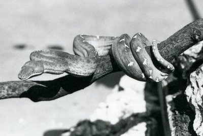 An Emerald Tree Boa with its body coiled along a branch, London Zoo, October 1928 by Frederick William Bond