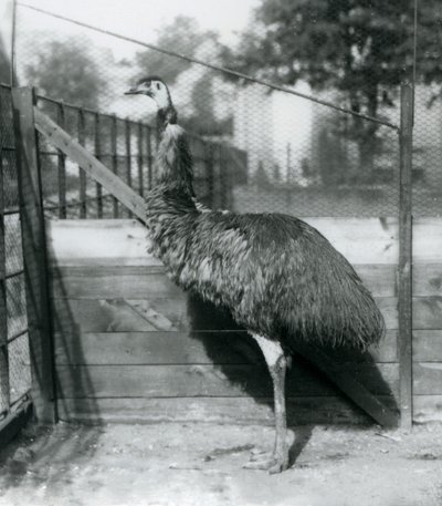 An Emu at London Zoo by Frederick William Bond