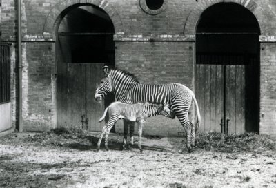 An Endangered Grevy