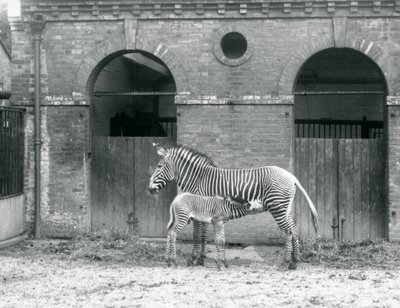An Endangered Grevy