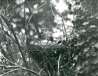 An Ibis sitting on its nest at London Zoo by Frederick William Bond