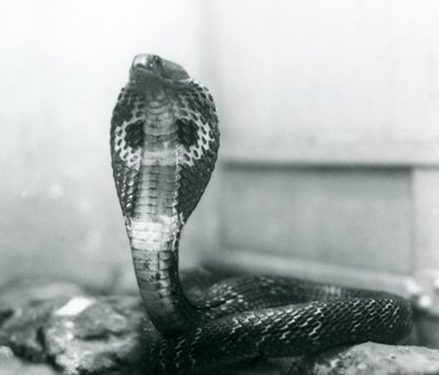Indian Spectacled Asian Binocellate Cobra with Raised Head and Flared Hood, London Zoo, October 1925 by Frederick William Bond