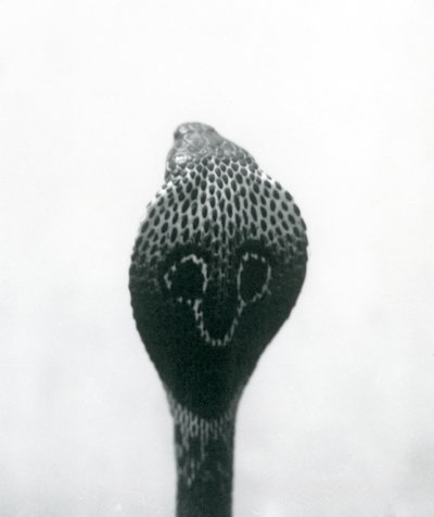 Indian Spectacled Asian Binocellate Cobra with Raised Head and Flared Hood, London Zoo, October 1925 by Frederick William Bond