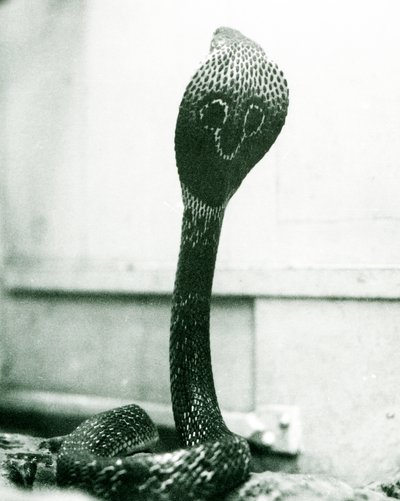 Indian Spectacled Asian Binocellate Cobra with Raised Head and Flared Hood, London Zoo, October 1925 by Frederick William Bond