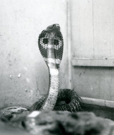 Indian Spectacled Asian Binocellate Cobra with Raised Head and Flared Hood, London Zoo, October 1925 by Frederick William Bond