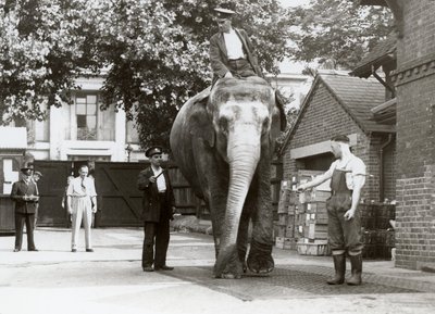 An Indian Elephant Being Weighed by Keepers at London Zoo by Frederick William Bond