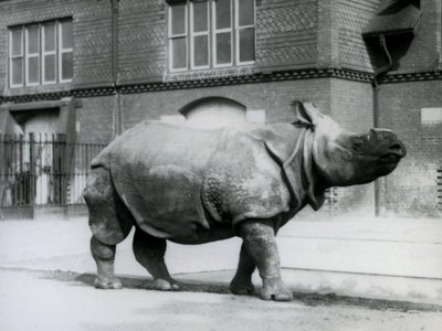 An Indian Rhinoceros at London Zoo by Frederick William Bond