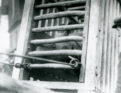 An Indian Rhinoceros peers out of its wooden transportation crate on arrival at London Zoo in 1924 by Frederick William Bond