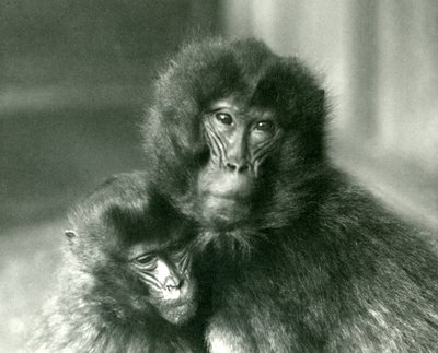 An Adult and Young Gelada Bleeding Heart Monkey at London Zoo in January 1925 by Frederick William Bond