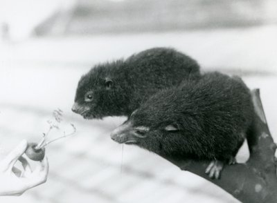 An Adult and Young Western Tree Hyrax Sitting on a Branch and Leaning Over to a Carrot Top Being Held for Them to Eat, London Zoo by Frederick William Bond