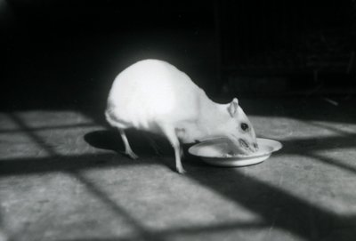 An albino chevrotain eating from a dish, London Zoo, December 1926 by Frederick William Bond