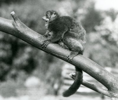 An endangered Coquerel