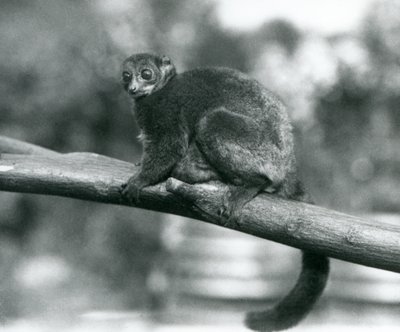 An endangered Coquerel