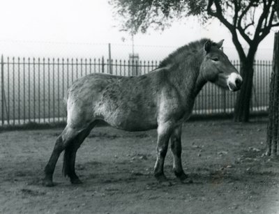 An Endangered Przewalski