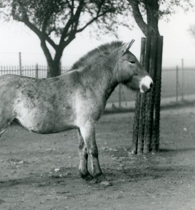 An Endangered Przewalski